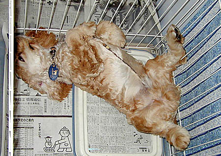 zipper�@Dog