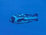 マダラタルミの幼魚