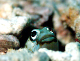 リングアイジョーフィッシュ・Ring-eye Jawfish