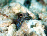 ジョーフィッシュ・Opistognathus sp (Jawfish)