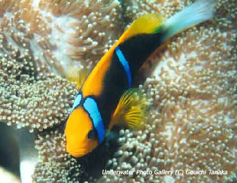 オレンジフィンアネモネフィッシュ パラオの魚 地域固有種