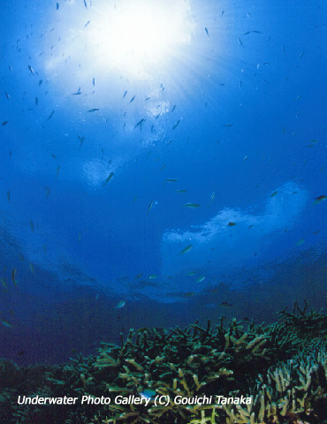 海と太陽(サンゴ礁)