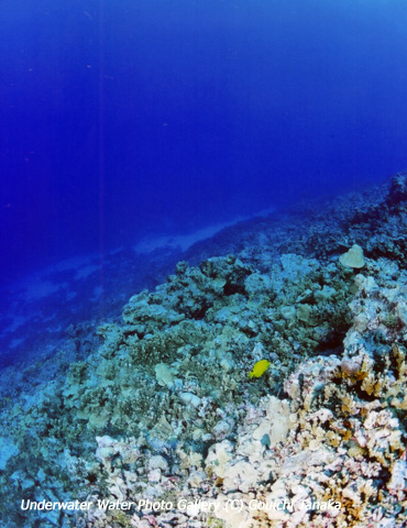 深さを忘れる透明度(サンゴ礁)