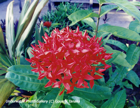 サンタンカ 沖縄の情熱的な赤い花