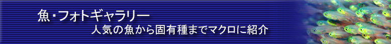 人気の魚から固有種までマクロに紹介