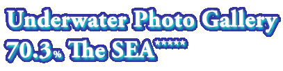 Underwater Photo Gallery 70.3% The Sea
